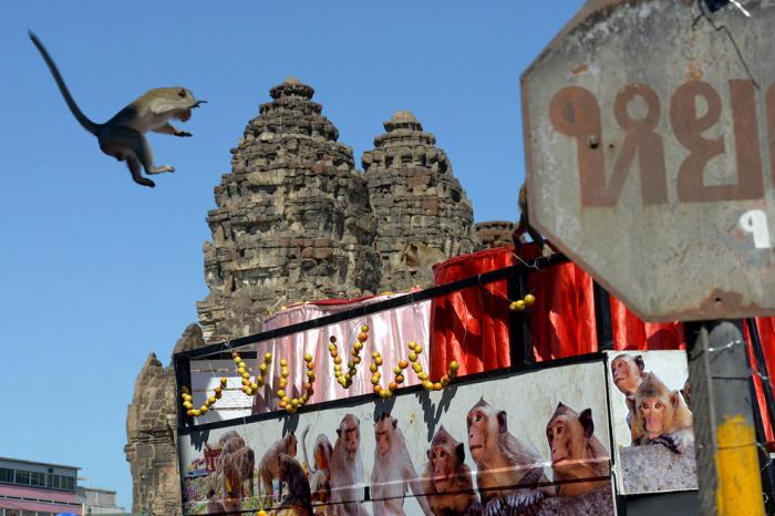 Monkey Buffet Festival:    (22 )