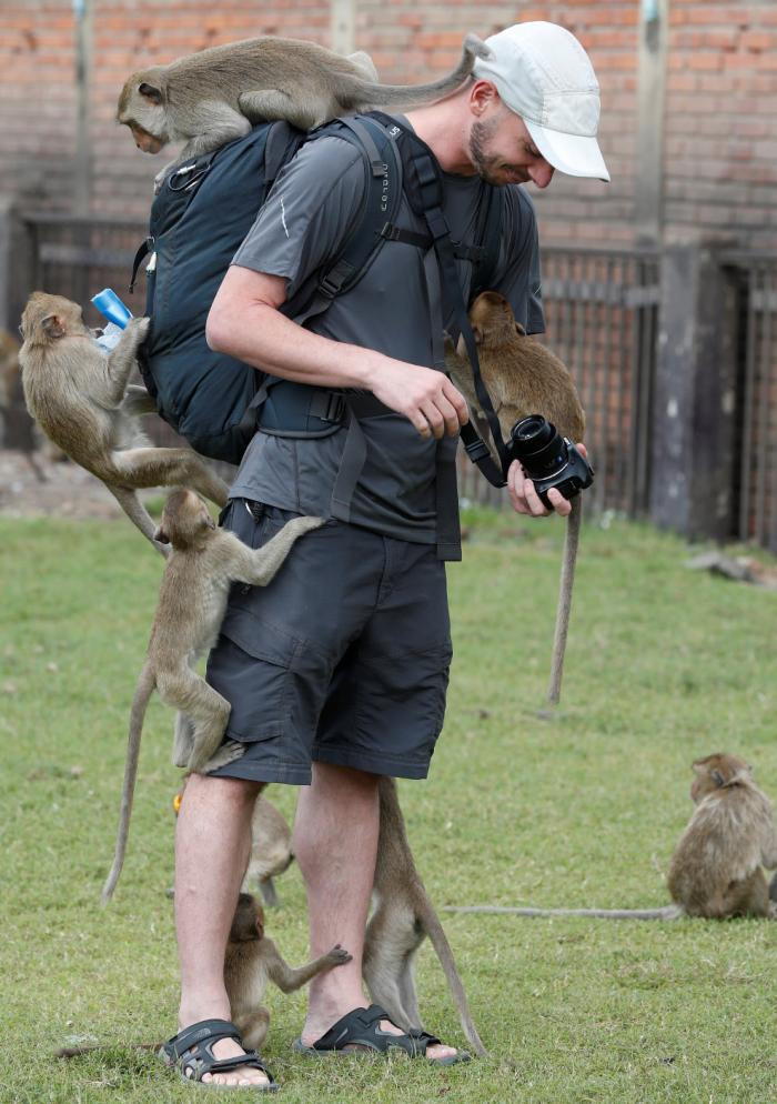 Monkey Buffet Festival:    (22 )