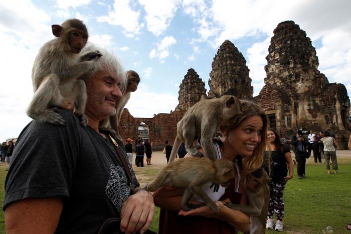 Monkey Buffet Festival:    (22 )
