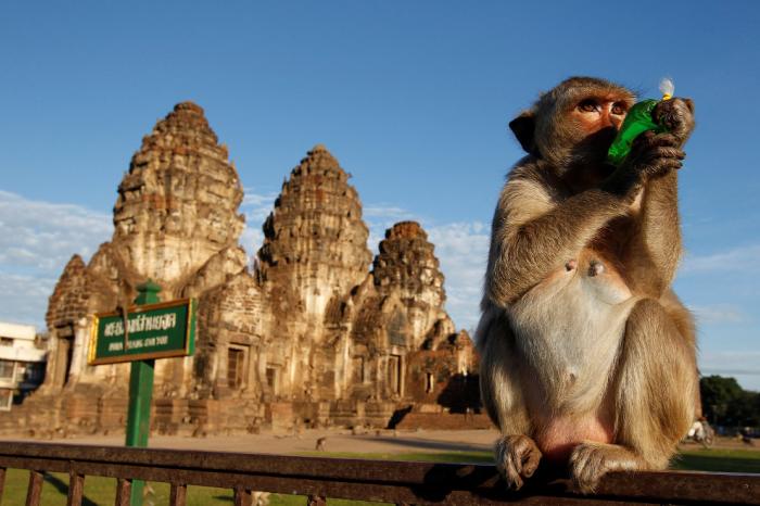 Monkey Buffet Festival:    (22 )