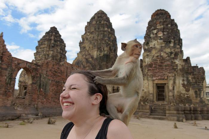 Monkey Buffet Festival:    (22 )