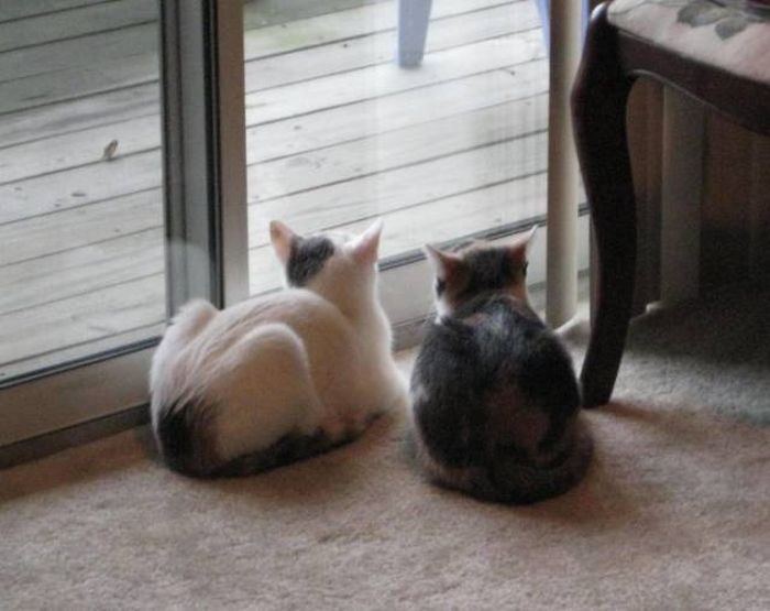 Кошки, которые делают все в унисон (13 фото) Кошки, которые делают все в унисон (13 фото)