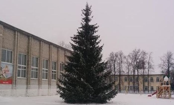В Тюменской области чиновники спили новогоднюю елку в палисаднике у старушки (2 фото) В Тюменской области чиновники спили новогоднюю елку в палисаднике у старушки (2 фото)