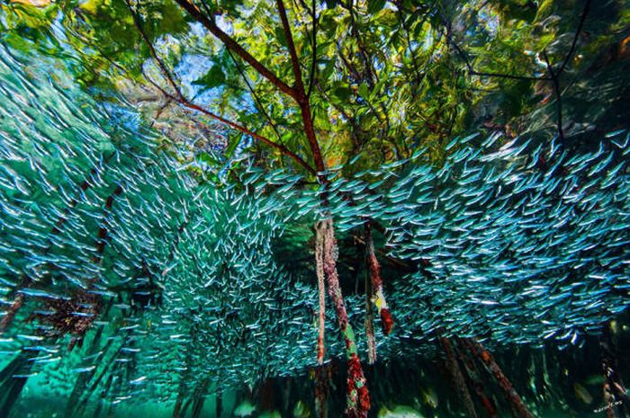    National Geographic 2016  (43 )