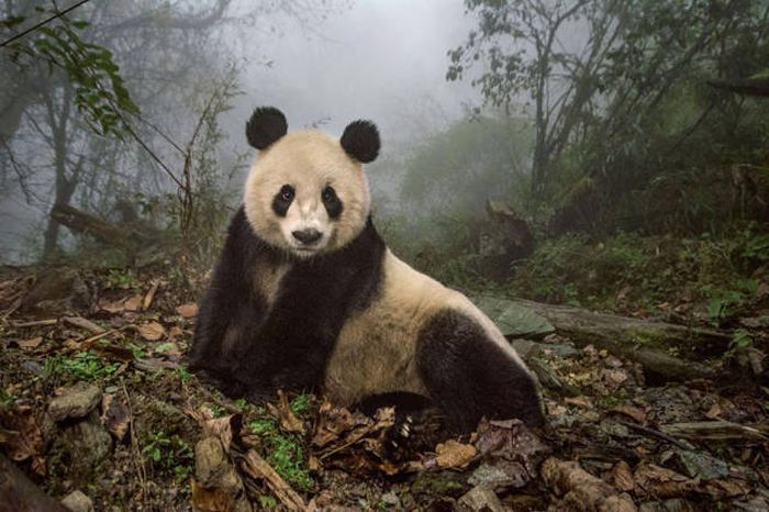    National Geographic 2016  (43 )