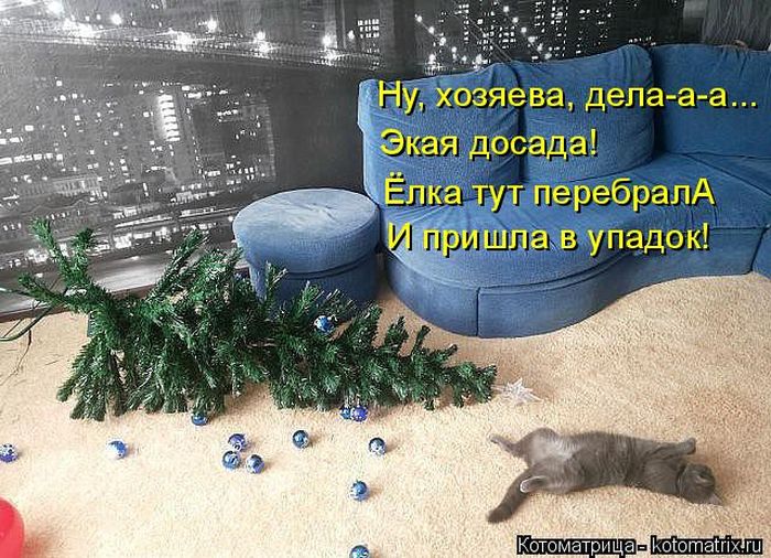 Прикольные котики (50 фото) Прикольные котики (50 фото)