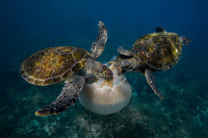 National Geographic:    2016 (17 )
