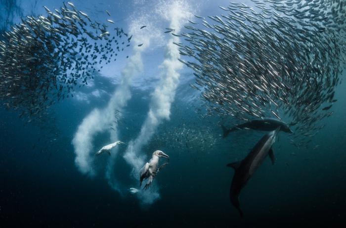 National Geographic:    2016 (17 )