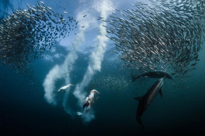 National Geographic:    2016 (17 )