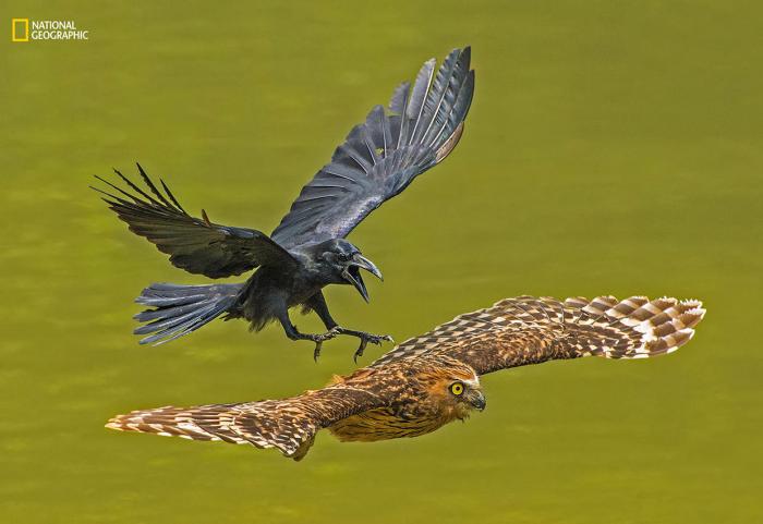 National Geographic:    2016 (17 )
