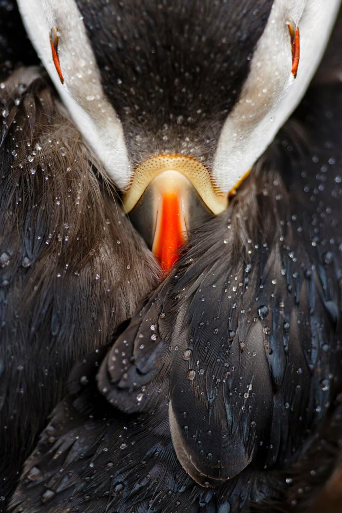 National Geographic:    2016 (17 )
