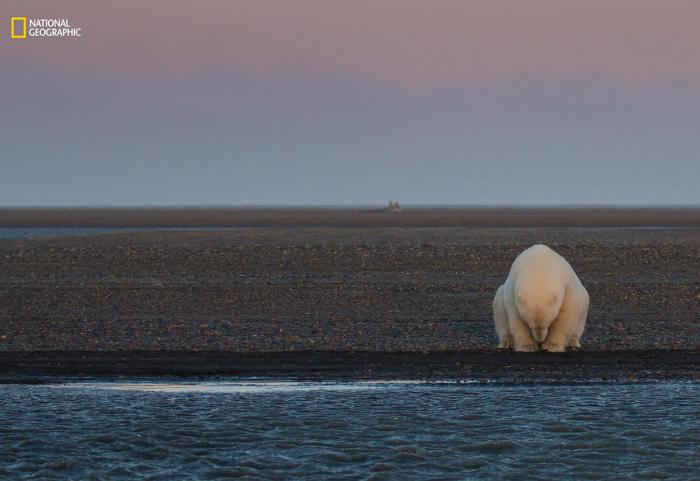 National Geographic:    2016 (17 )