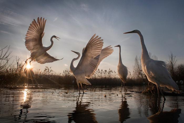National Geographic:    2016 (17 )