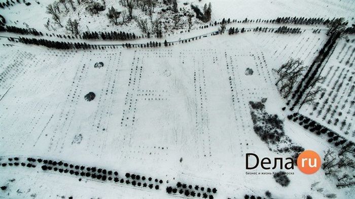 Яблоневый сад в форме имени «Петр» (3 фото) Яблоневый сад в форме имени «Петр» (3 фото)