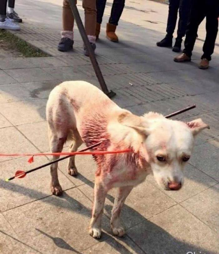 Охотник на собак всадил в пса две стрелы, но тому удалось выжить (6 фото) Охотник на собак всадил в пса две стрелы, но тому удалось выжить (6 фото)
