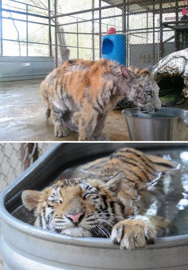 Поступки, которые хранят в нас веру в человечность (10 фото) Поступки, которые хранят в нас веру в человечность (10 фото)
