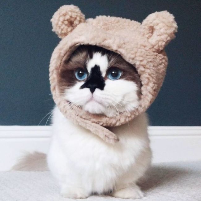 Кот по кличке Альберт - еще одна звезда соцсетей (10 фото) Кот по кличке Альберт - еще одна звезда соцсетей (10 фото)