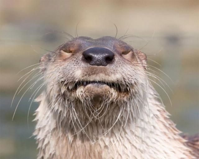   (70 )