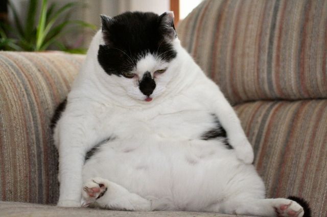   (70 )