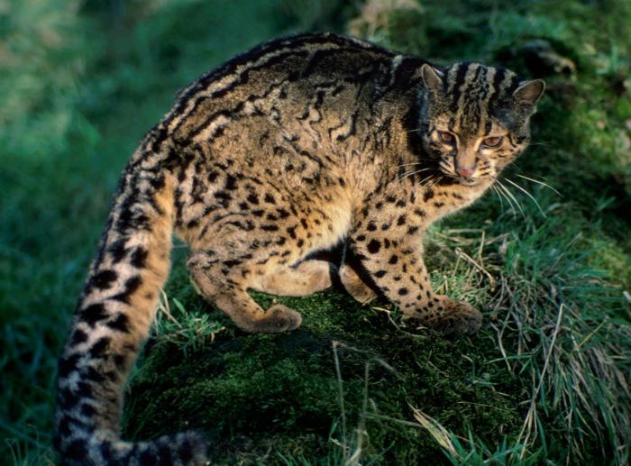 Дикие кошки, о которых мало кто знает (18 фото) Дикие кошки, о которых мало кто знает (18 фото)