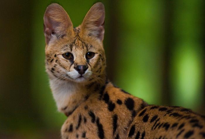 Дикие кошки, о которых мало кто знает (18 фото) Дикие кошки, о которых мало кто знает (18 фото)
