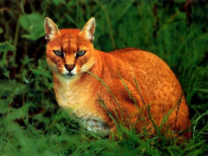 Дикие кошки, о которых мало кто знает (18 фото) Дикие кошки, о которых мало кто знает (18 фото)