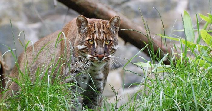 Дикие кошки, о которых мало кто знает (18 фото) Дикие кошки, о которых мало кто знает (18 фото)