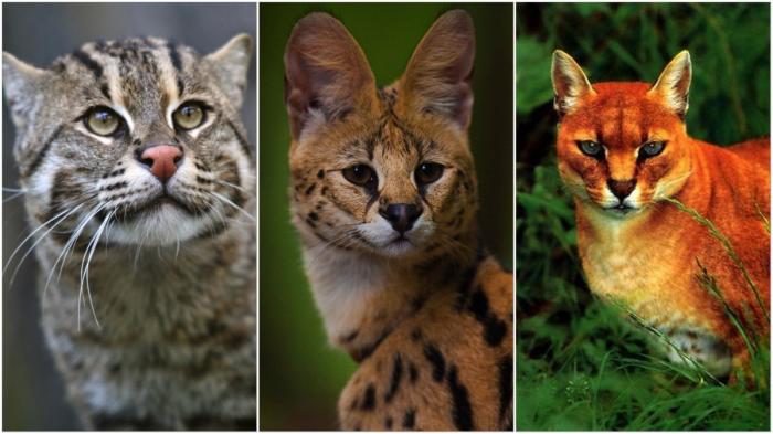 Дикие кошки, о которых мало кто знает (18 фото) Дикие кошки, о которых мало кто знает (18 фото)