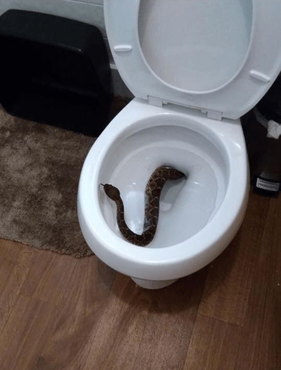         (4 )