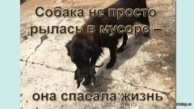 Собака не просто рылась в мусоре – она спасала жизнь (6 фото) Собака не просто рылась в мусоре – она спасала жизнь (6 фото)