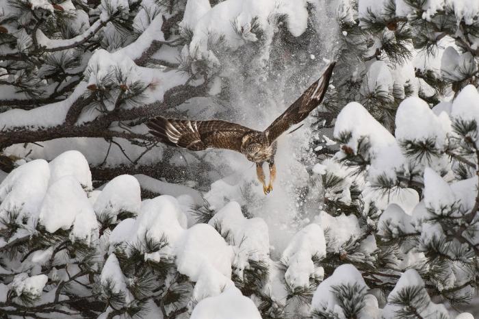      Audubon Photography Awards 2017 (21 )