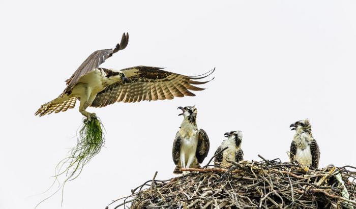      Audubon Photography Awards 2017 (21 )