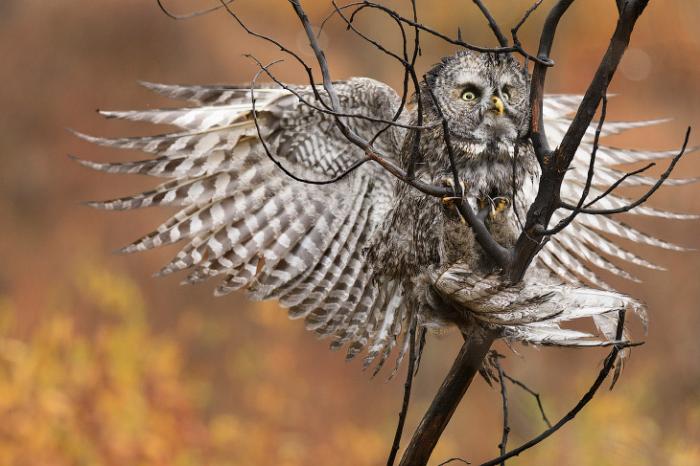      Audubon Photography Awards 2017 (21 )