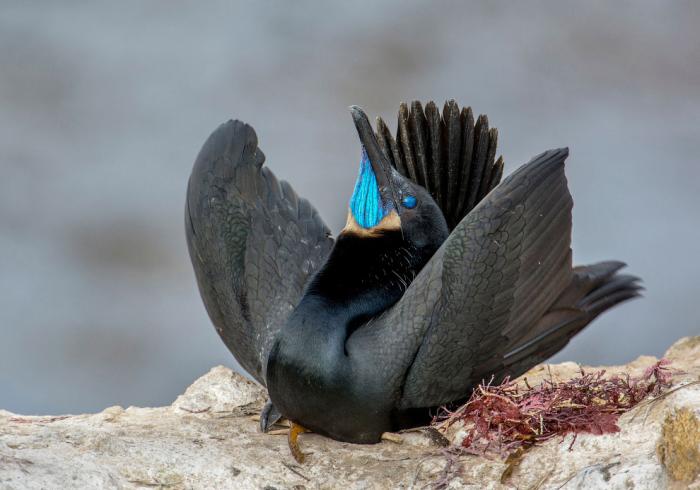      Audubon Photography Awards 2017 (21 )