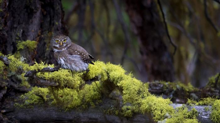      Audubon Photography Awards 2017 (21 )