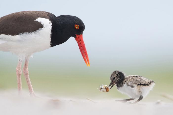      Audubon Photography Awards 2017 (21 )