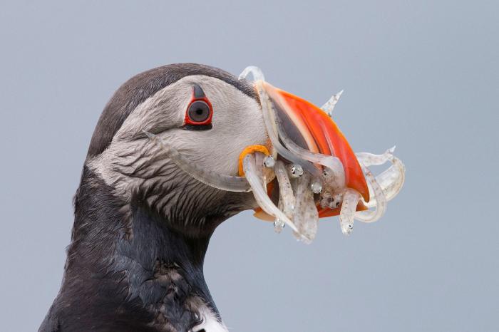      Audubon Photography Awards 2017 (21 )