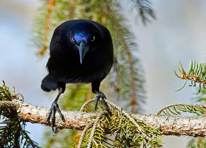      Audubon Photography Awards 2017 (21 )