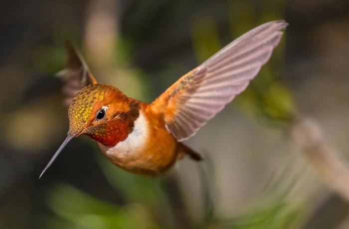      Audubon Photography Awards 2017 (21 )