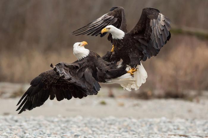      Audubon Photography Awards 2017 (21 )