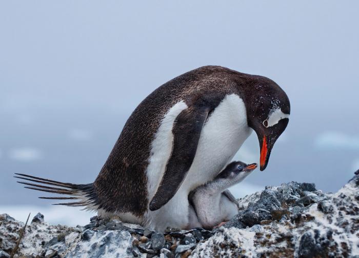      Audubon Photography Awards 2017 (21 )