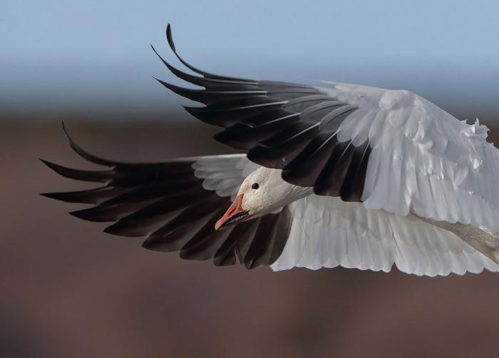      Audubon Photography Awards 2017 (21 )