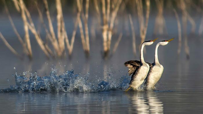      Audubon Photography Awards 2017 (21 )