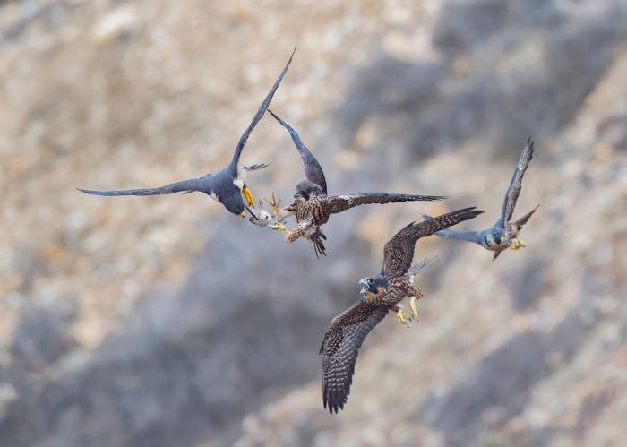      Audubon Photography Awards 2017 (21 )