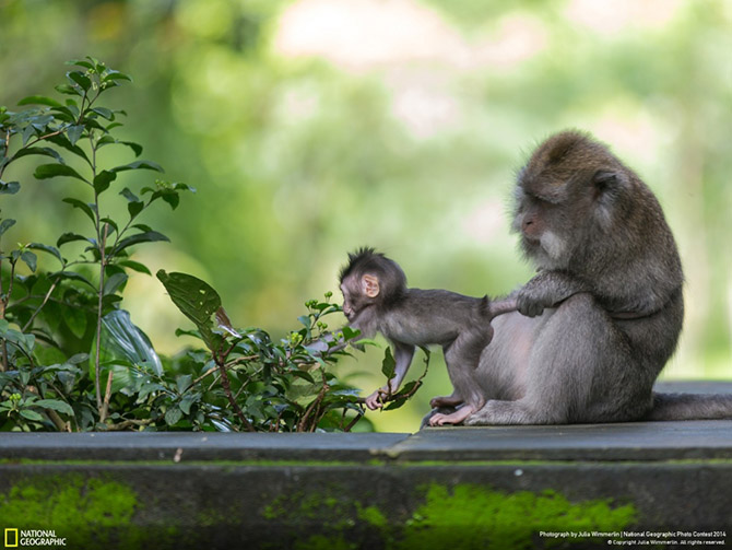   National Geographic (25 )