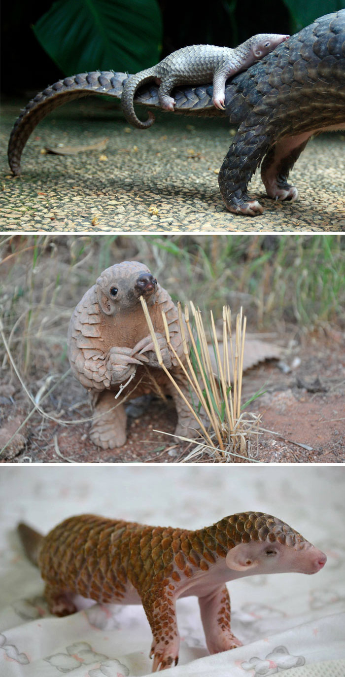 Очаровательные малыши редких видов животных (34 фото)