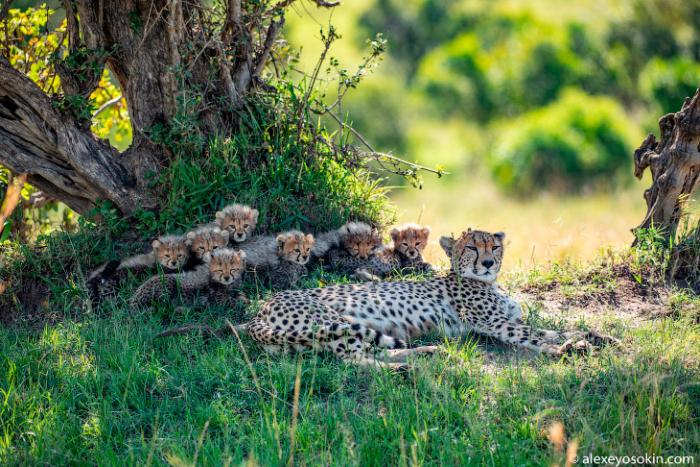 Самка гепарда родила семерых детёнышей в парке Масаи-Мара (14 фото)