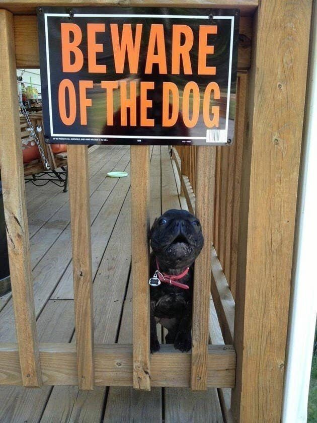 Осторожно, злая собака