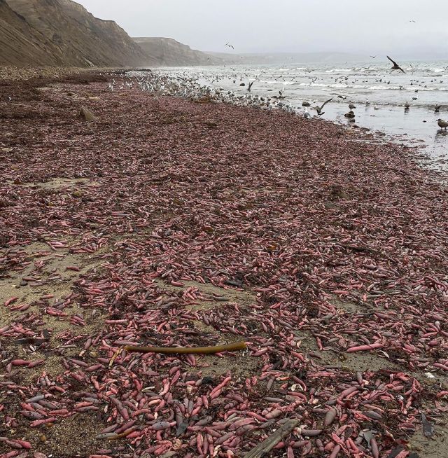 Пляжи Калифорнии заполонили "рыбы-пенисы" (2 фото)