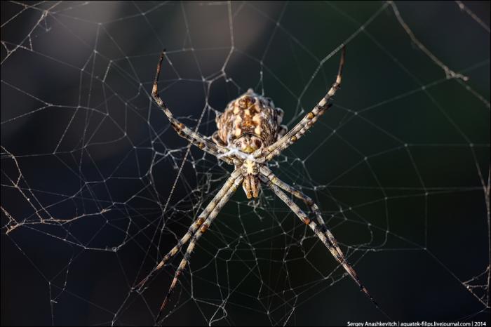  Аргиопа дольчатая - один из самых красивых видов пауков Крыма (5 фото) 